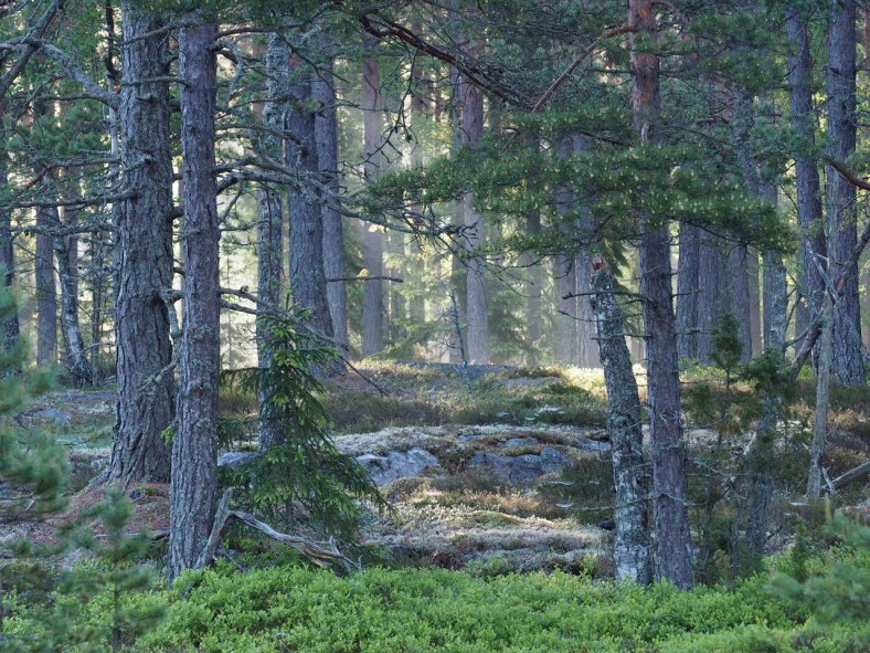 Mäntymetsä aamunkoitossa