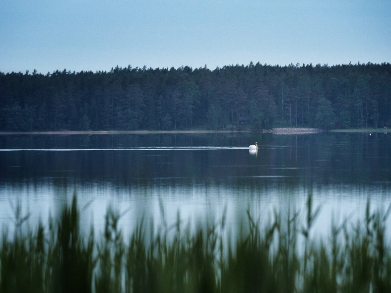 kyhmyjoutsen uimassa merenlahdella