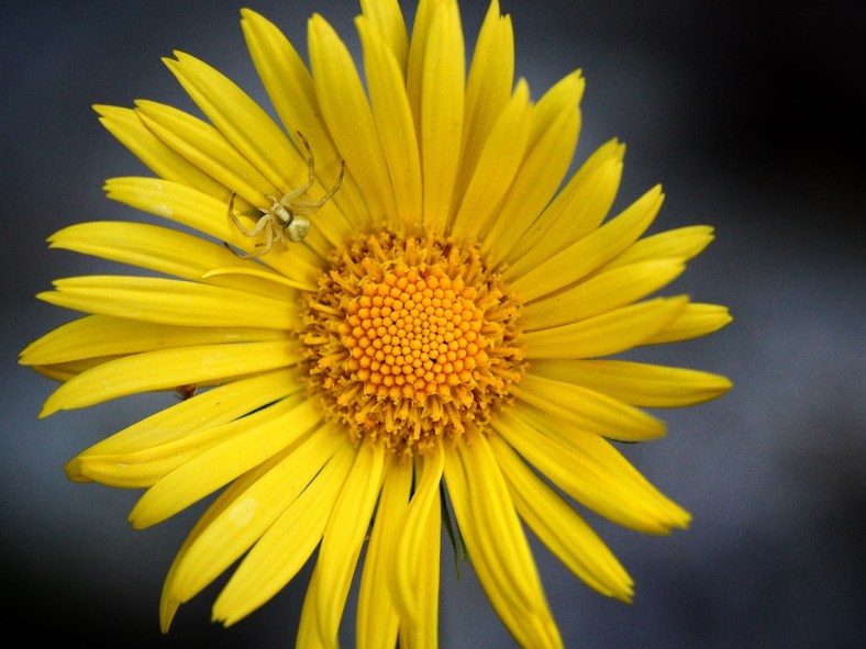 kukka ja hämähäkki