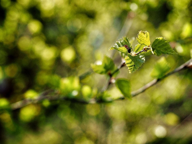 muurahainen jka koivun hiirenkorvat