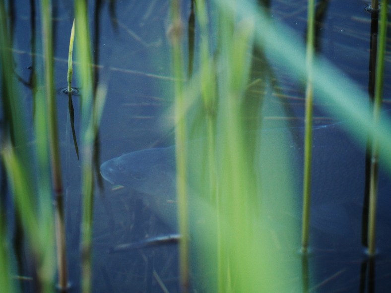 Suutari. Kaislikossa suhisee.