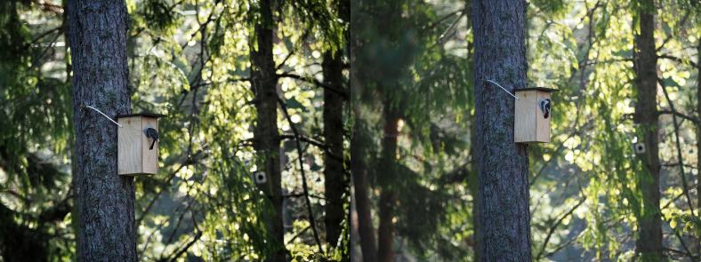 talitiainen ja kirjosieppo samalla linnunpöntöllä