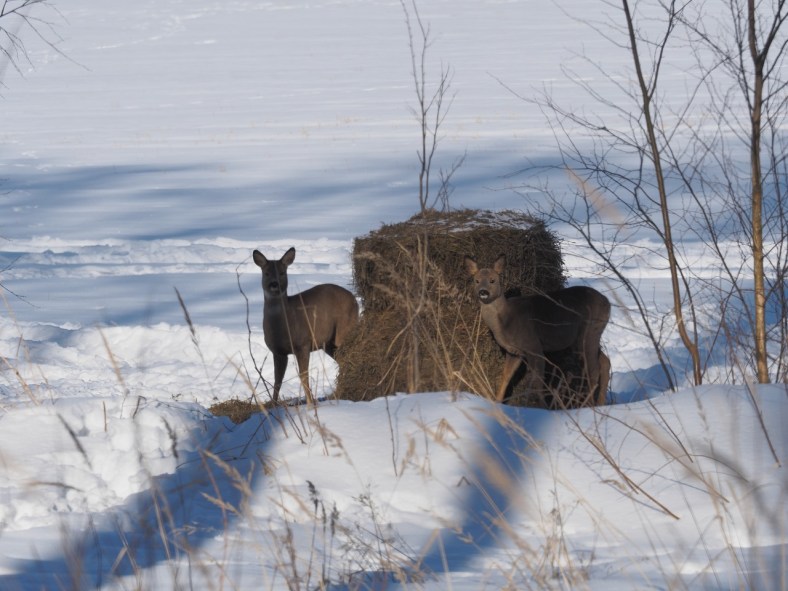 Peurat ruoka-asemalla