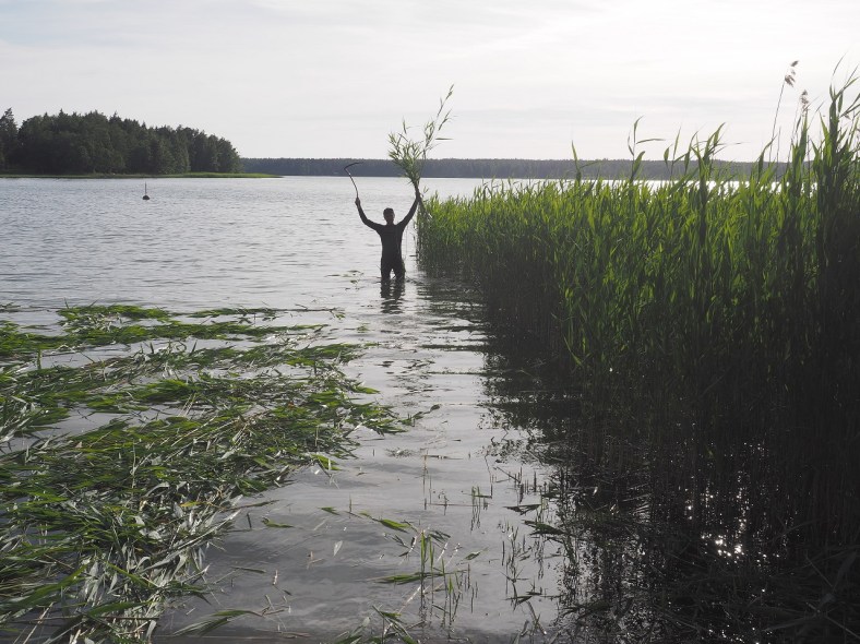 Voittaja kaislikossa